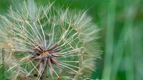 A closeup of a Dandelion in the grass