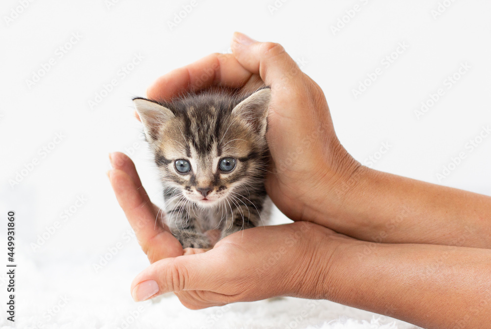 Small kitten in human hands. Small kitten in human hands.