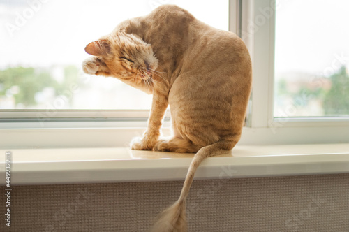 Fototapeta Naklejka Na Ścianę i Meble -  Trimmed cat with ginger fur is sitting on windowsill after grooming and trimming during summer, animal care concept
