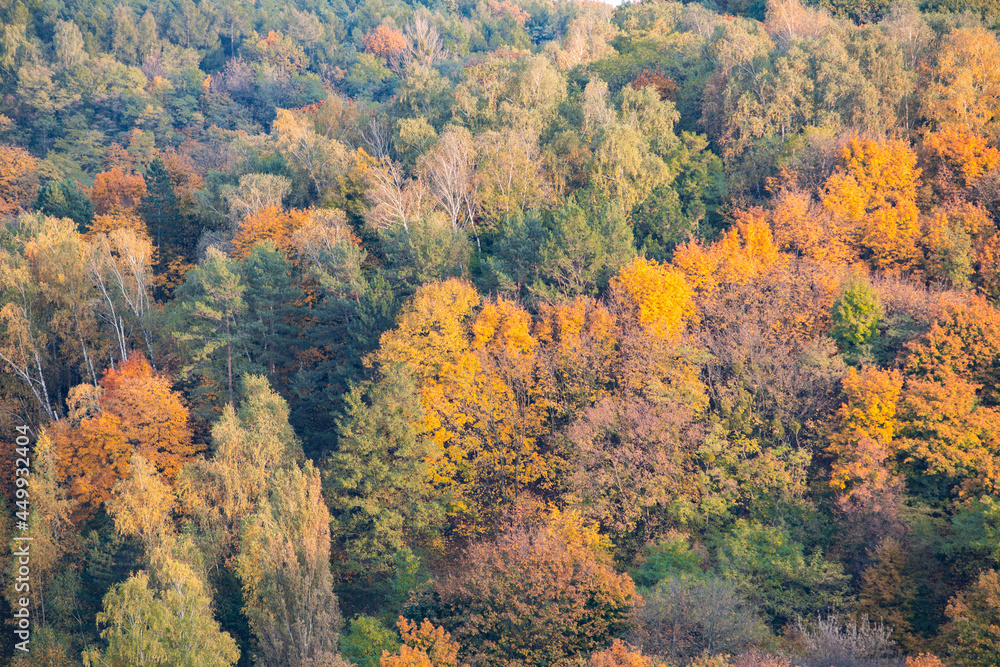 aerial view of autumn forest