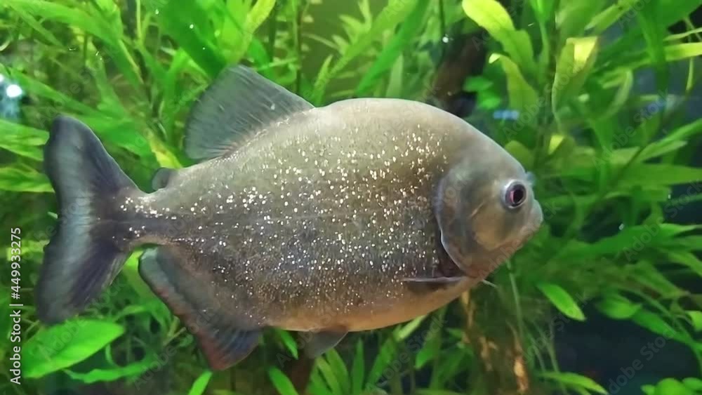 small predatory dangerous fish piranha, video small predatory dangerous fish piranha, video