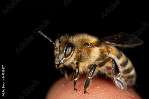 Honey bee on a fingertip.