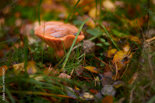 Jesień to pora roku dla grzybiarzy. Lasy pełne są pięknych okazów prawdziwków, koźlaków, podgrzybków, kurek, rydzów i wielu innych grzybów jadalnych.