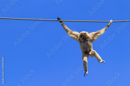 Принти на полотні Common gibbon swinging from rope with blue sky in background