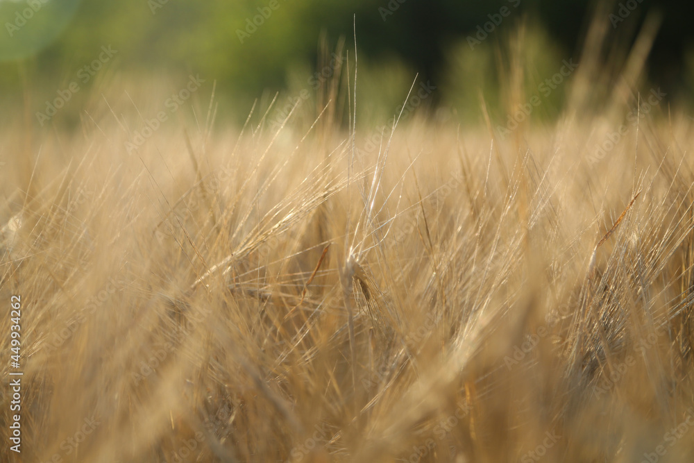 Fototapeta premium wheat field close up