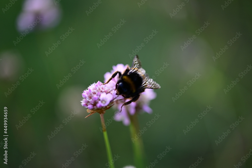Hummel Hummel