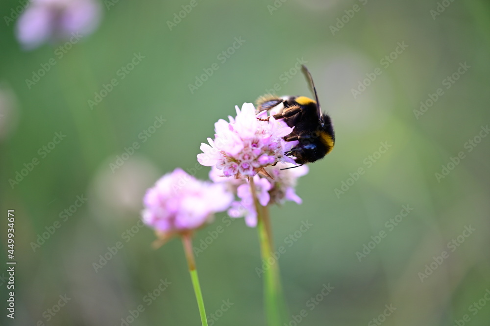Hummel Hummel