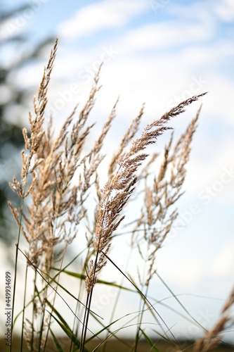 wheat field against sky