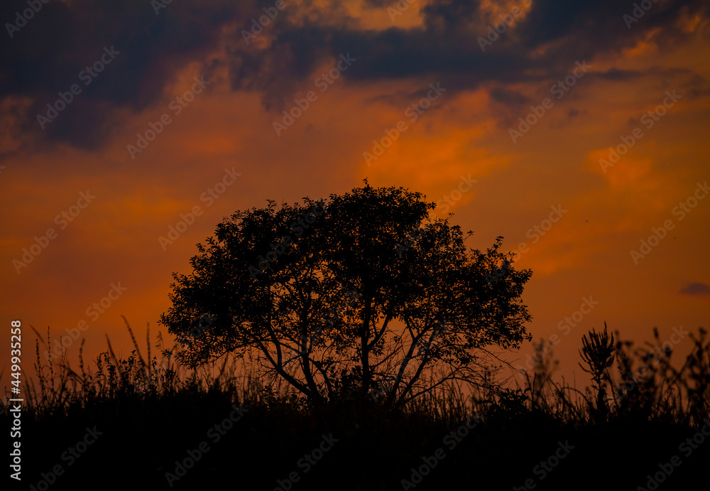 Obraz premium Red sunset on the background of the silhouette of a tree and dry grass. Red Sky. Global warming, climate change, extreme heat waves. Hot evening. Danger of fire.