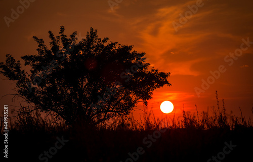 Red sunset of the hot sun on the background of the silhouette of a tree and dry grass. Red Sky. Global warming  climate change  extreme heat waves. Hot evening. Danger of fire.