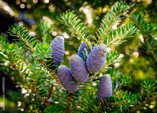 Close-up of young blue cones on the branches of fir Abies koreana or Korean Fir on green garden bokeh background. Selective focus. Beautiful evergreen coniferous ornamental tree. photo