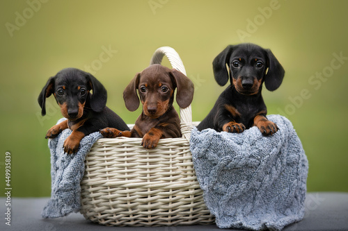 Cuadro en lienzo Three little and cute puppies dachshund