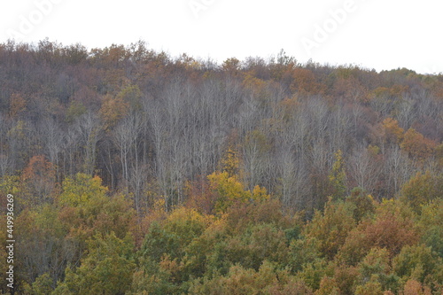 autumn in the forest
