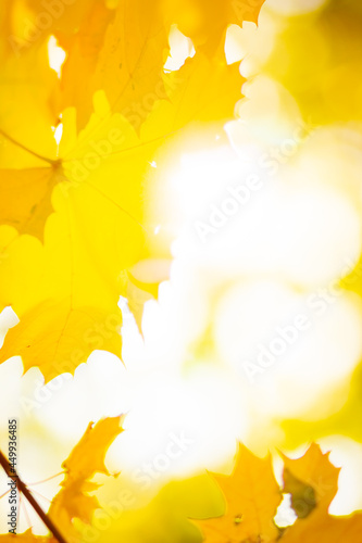 Autumn maple leaves. Colorful autumn maple leaves on a tree branch. Beautiful maple leaves in autumn sunny day. Close-up