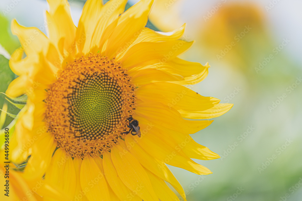 Naklejka premium sunflower