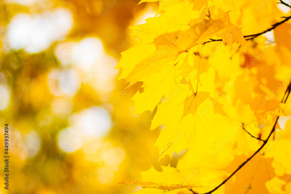 Background autumn leaves. Falling Autumn Maple Leaves Natural Background. Autumn yellow leaves as nature background. Fall season