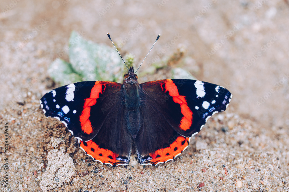admiral butterfly admiral butterfly
