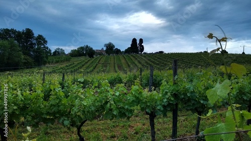 Lush Green Vineyard in the Dordogne, France