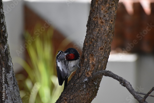 Pajaro Carpintero photo