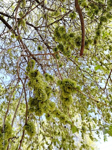 green leaves on the tree