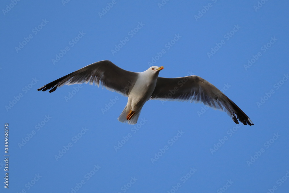 A seagull in flight in front of a blue sky A seagull in flight in front of a blue sky