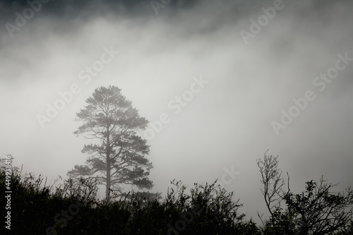 Mountain landscape with creeping fog. High peaks in the clouds, cold weather. Tourism in the mountains