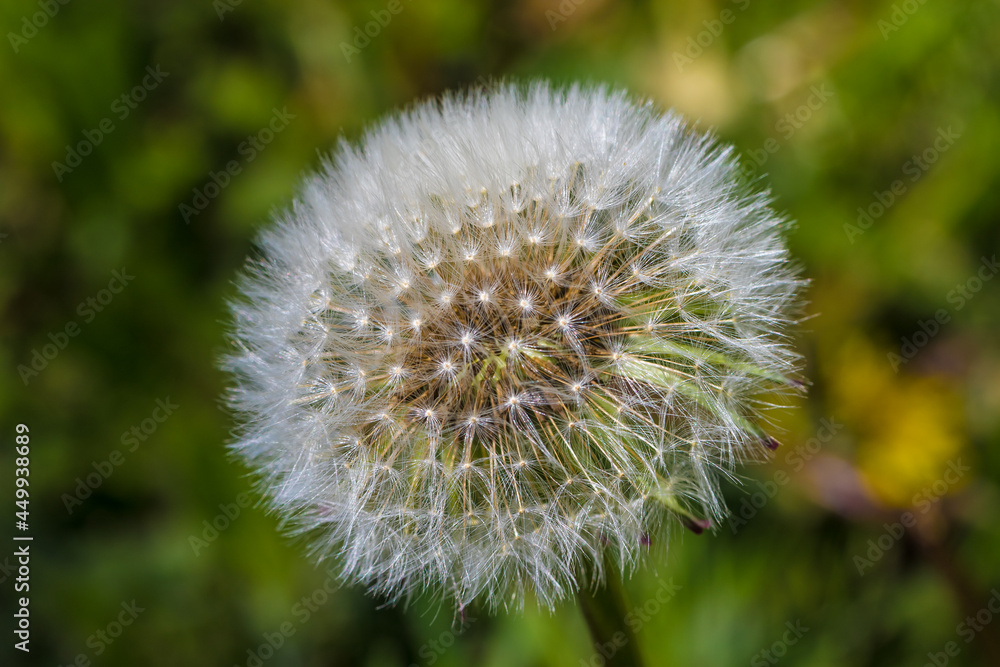 A close up of a dandelion flower