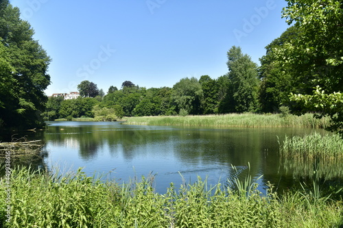 La végétation sauvage au grand étang de Lange Gracht au domaine de l'abbaye du Rouge-Cloître en forêt de Soignes à Auderghem 