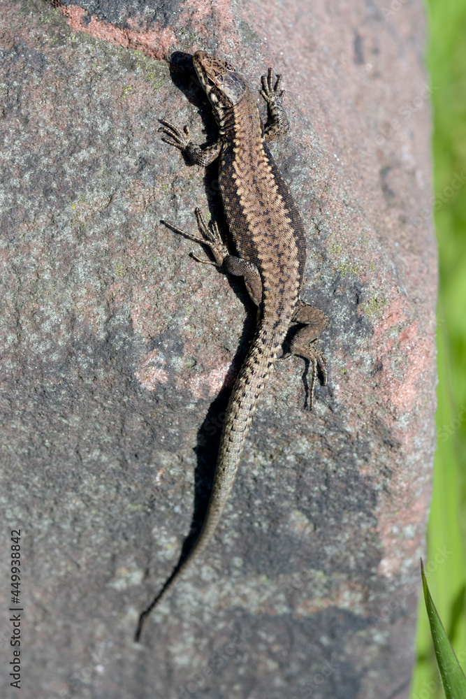 Obraz premium Mauereidechse