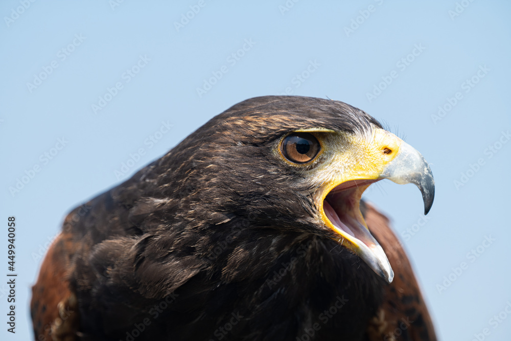 Obraz premium portrait of a Harris Hawk
