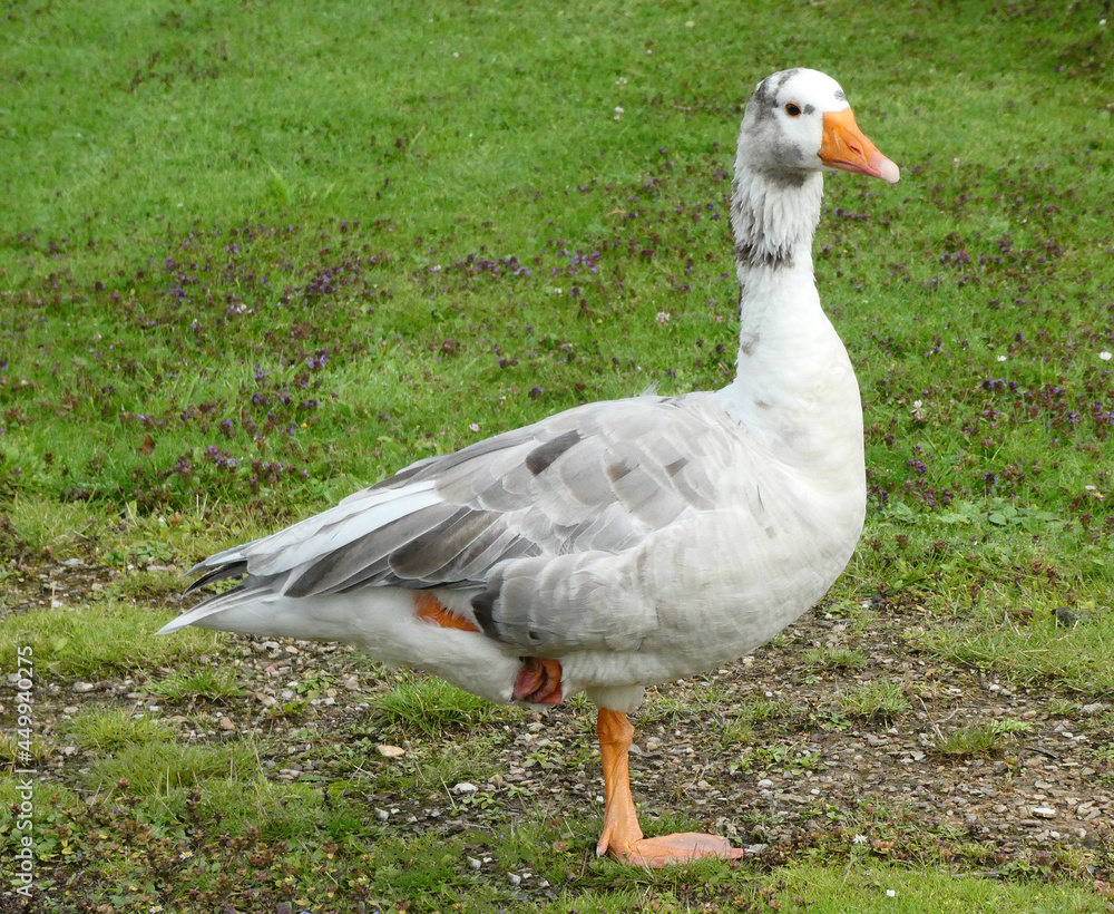 A bastard goose standing on one leg in the grass. I assume this animal is of mixed breed since there are white and grey geese living in this park. A bastard goose standing on one leg in the grass. I assume this animal is of mixed breed since there are white and grey geese living in this park.