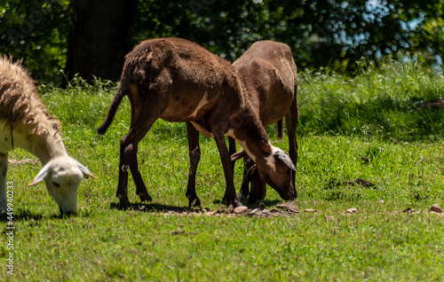 sheep in the grass