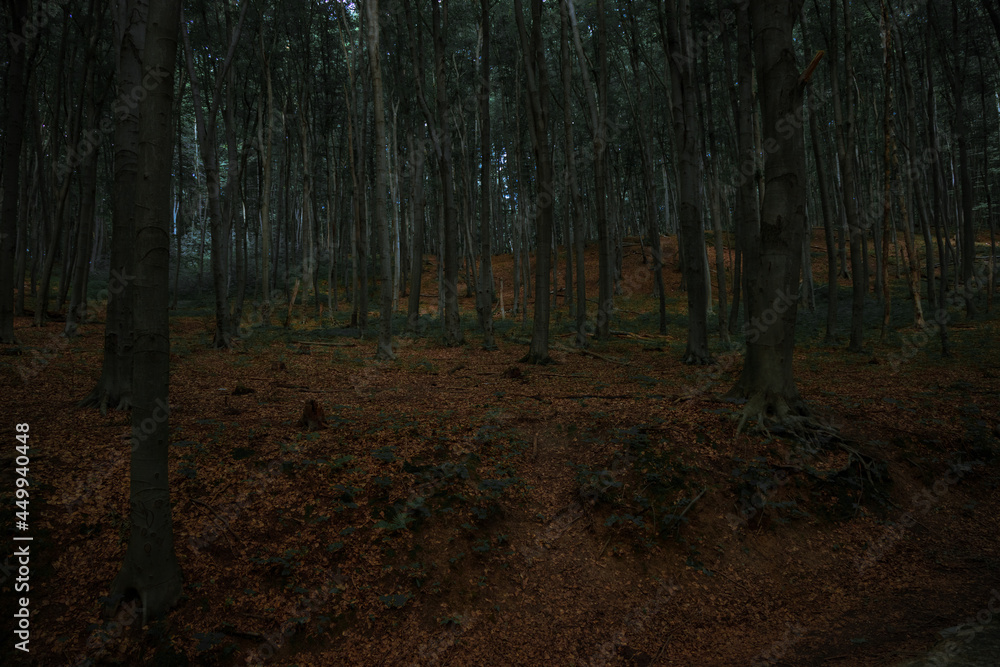 dusk forest autumn September wet morning time nature outdoor environment space photography with soft focus concept