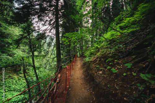 misty footpath in the forest between mountains Sochi  Russia