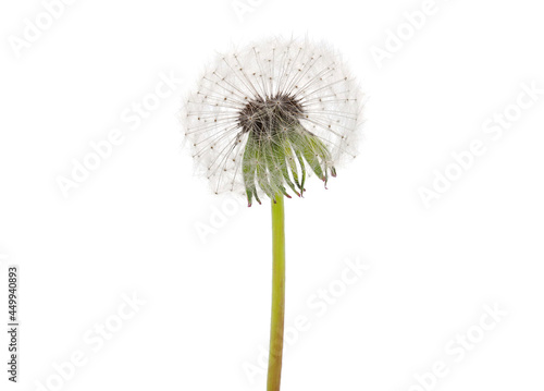Dandelion blowball, fluffy head, isolated on white