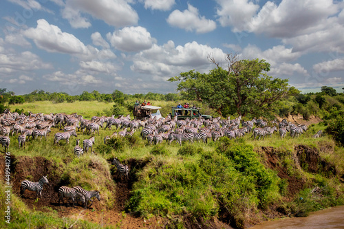 Zebras crossing the river at the great migration with people watching it from their vehicles in Maasai Mara, Kenya