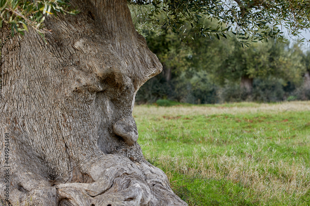 The thinking tree has its roots in Ginosa (Puglia, Italy) for about 1500 years