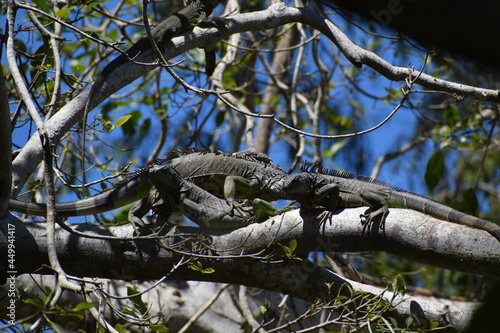 reptile