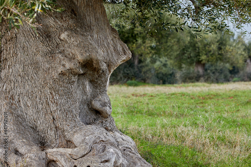 The thinking tree has its roots in Ginosa  Puglia  Italy  for about 1500 years