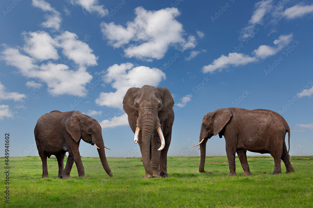 Elephants in Maasai Mara, Kenya, Africa.