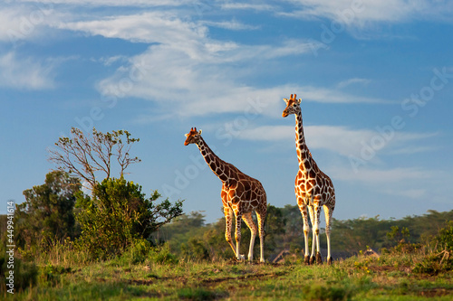 Reticulated giraffes in Sweetwaters, Ol Pejeta, Kenya, Africa