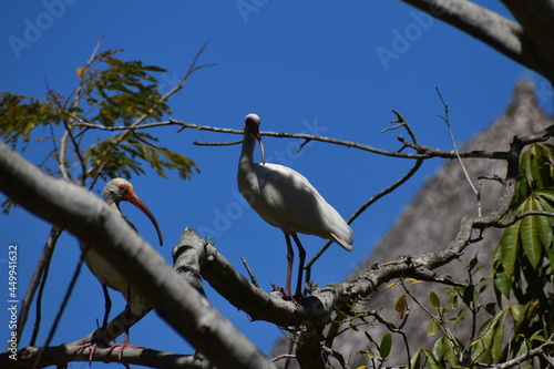 birds