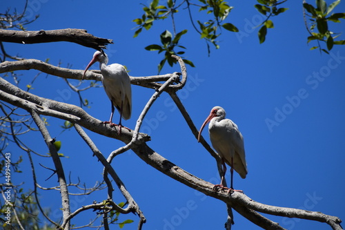 birds