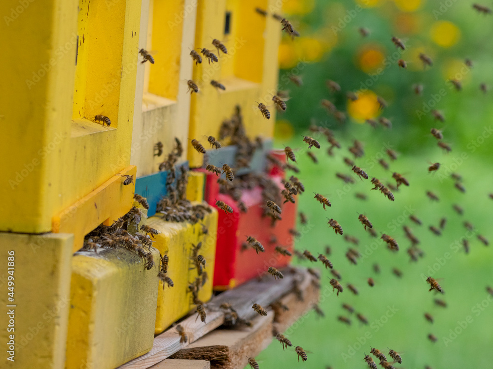 bee hive - bee breeding (Apis mellifera) close up bee hive - bee breeding (Apis mellifera) close up