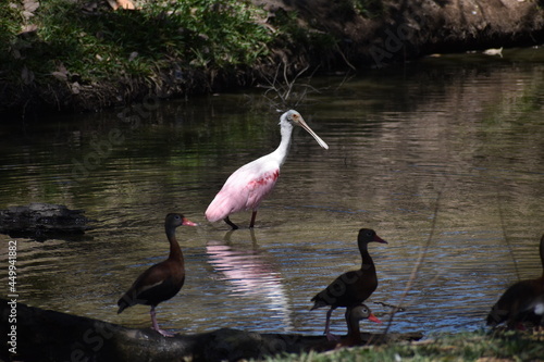 birds