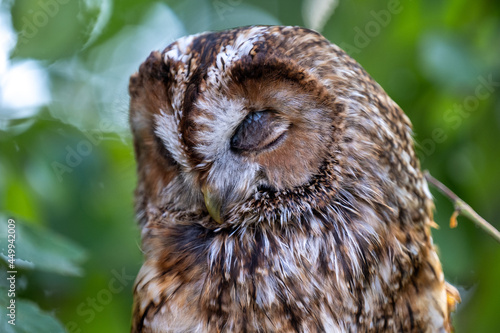 Sleeping Tawny Owl