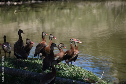 Patos