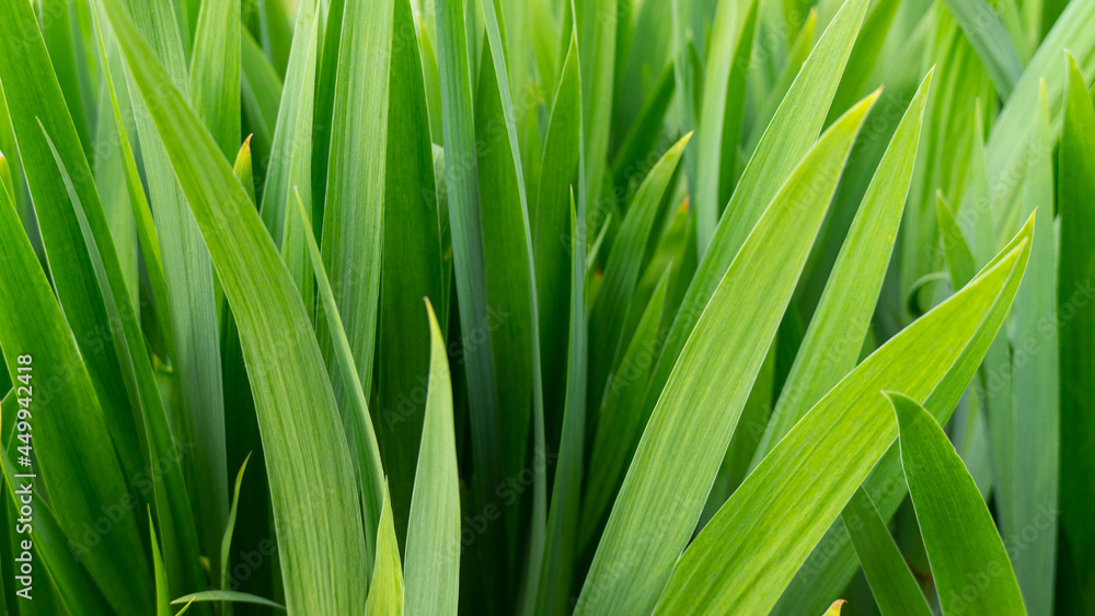 green grass texture. beautiful green grass close up green grass texture. beautiful green grass close up