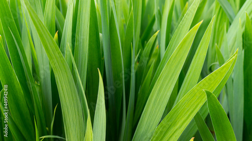 green grass texture. beautiful green grass close up