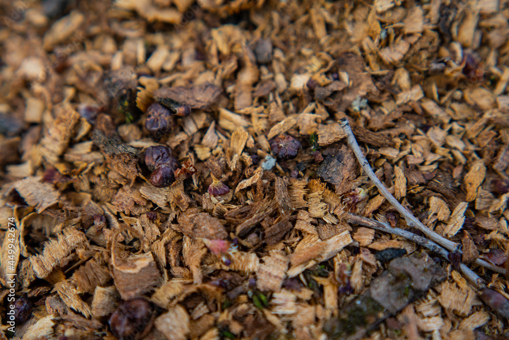 autumn foliage on the ground. leaves texture concept autumn foliage on the ground. leaves texture concept